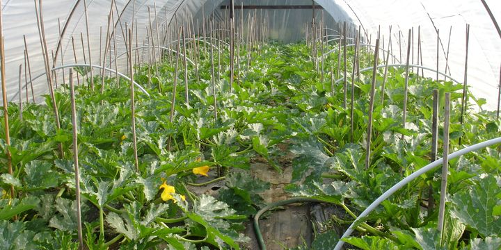 Zucchine crescenti in una serra