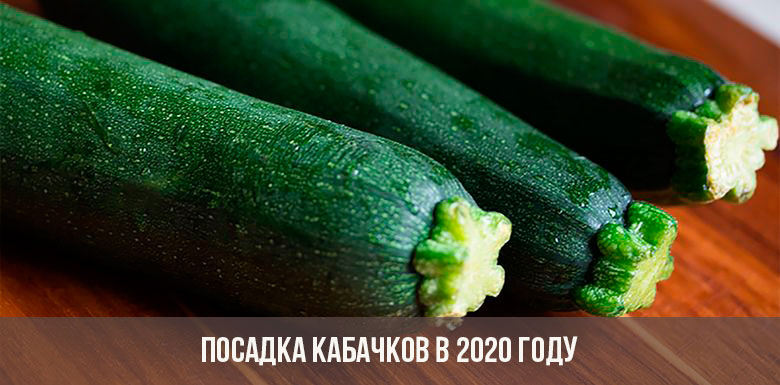 Planting zucchini in 2020