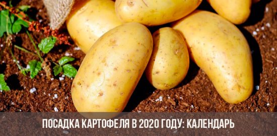 patatas de siembra en 2020: Calendario