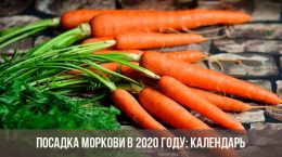 Planter des carottes en 2020