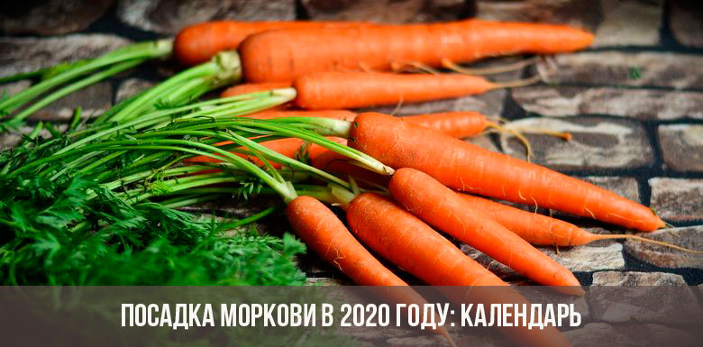 Piantare carote nel 2020