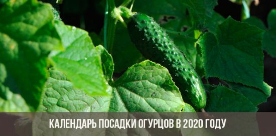 Calendari de plantació de cogombre al 2020