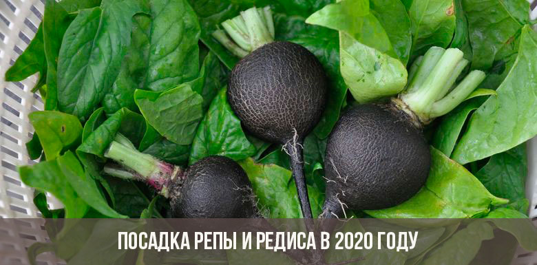 Planter des navets et des radis en 2020
