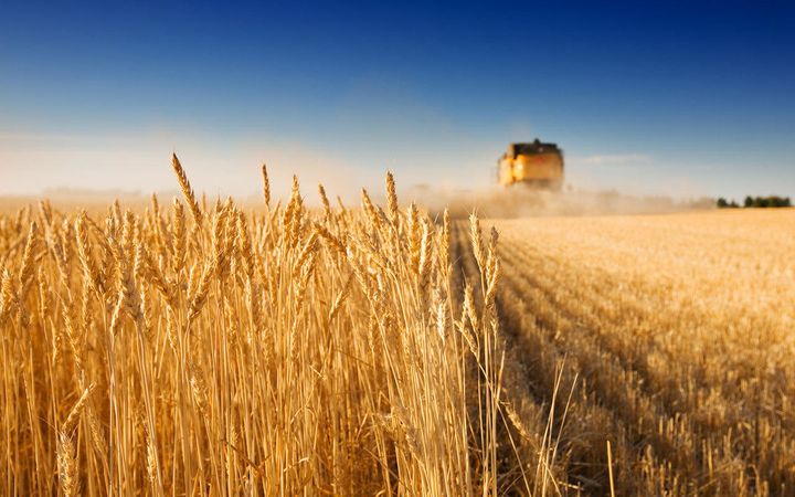 Пшенично поле