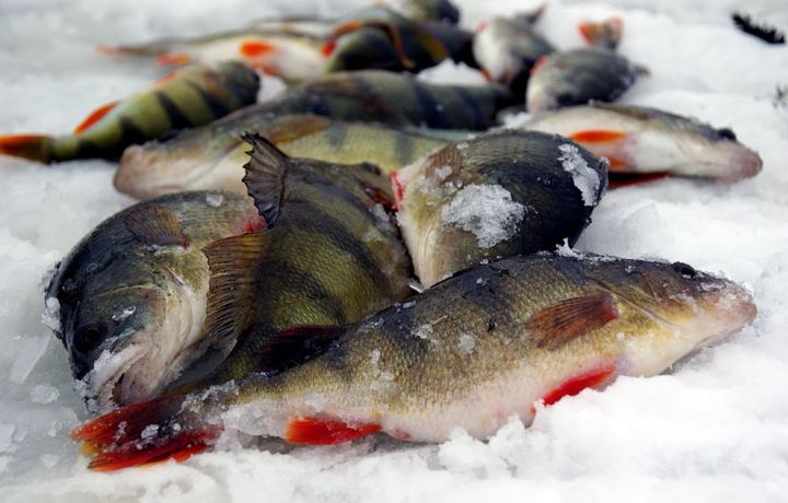 Χειμερινό ψάρεμα 2019-2020