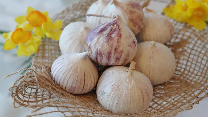 Harvest of garlic