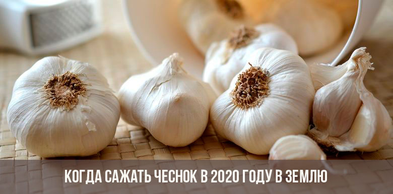 When to plant garlic in 2020