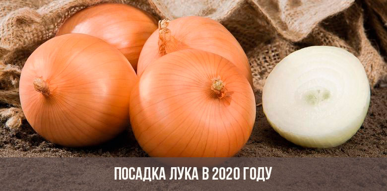 زراعة البصل في عام 2020