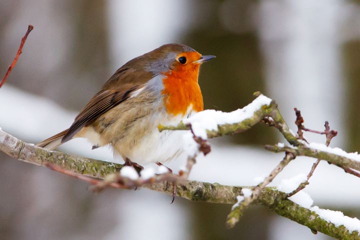 Oiseau sur une branche neigeuse