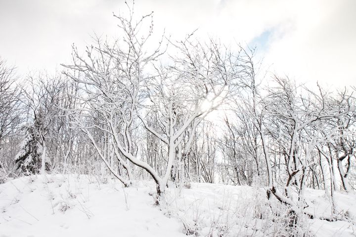 Træer i sneen