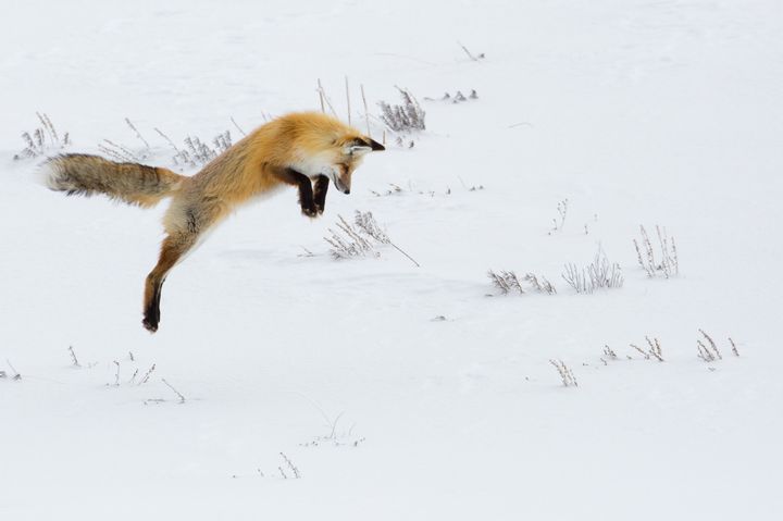 Лисица скача в снега