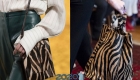 Bag zebra pagkahulog-taglamig 2019-2020