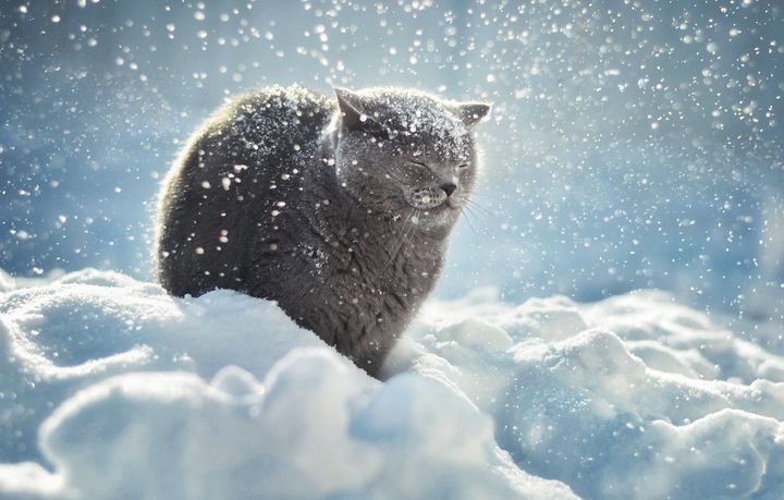 חתול בשלג