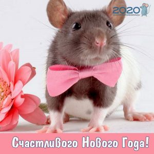 Tarjeta de felicitación con una elegante rata para el Año Nuevo 2020