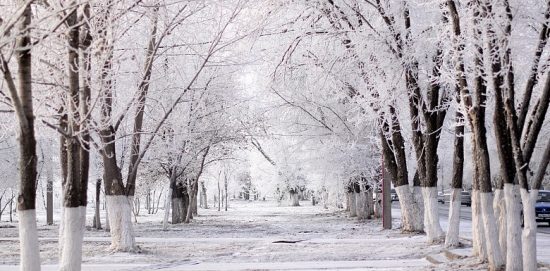 trær i snøen