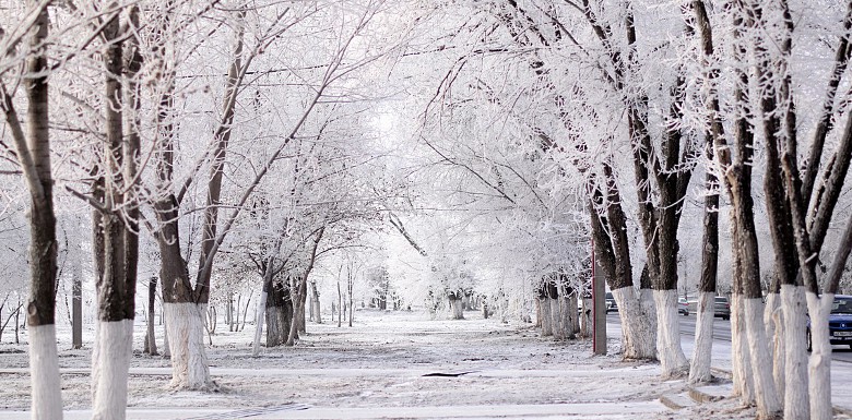 træer i sneen