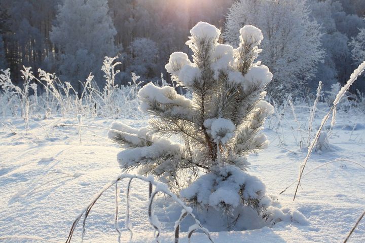 Árbol de navidad en la nieve